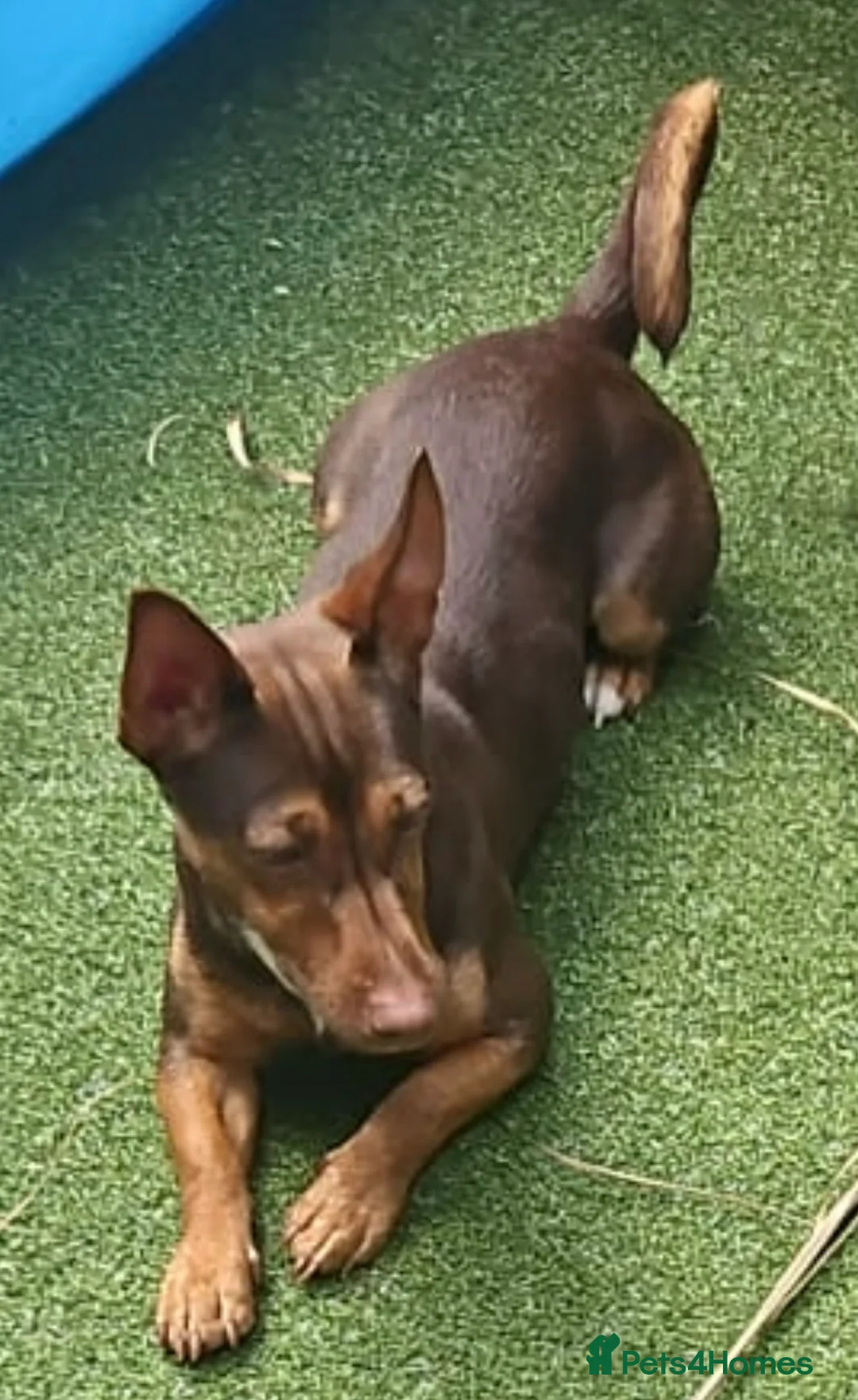 Miniature Pinscher dogs for sale: 🐾 Loving home needed for small dog 🐶 - Advert 2