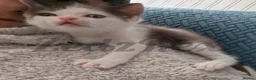 Devon Rex cats for sale: Special home wanted for beautiful Devon Rex x BSH  - Advert 8