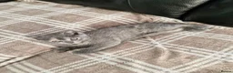 Scottish Fold cats for sale: Scottish straight kitten looking for a family - Advert 3