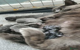 Russian Blue cats for sale: 6 pure grey kittens  - Image 12