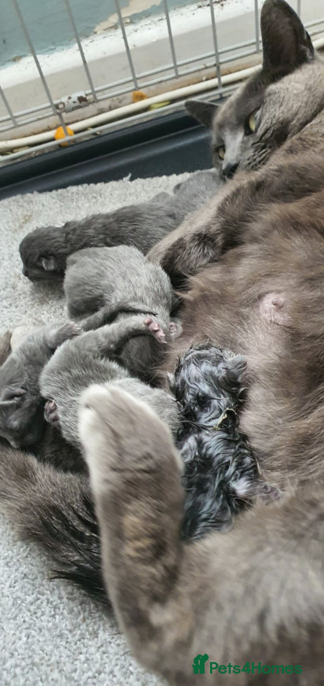Russian Blue cats for sale: 6 pure grey kittens  - Image 12
