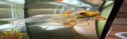 Fancy Goldfish fish for sale: Fancy Goldfish for Rehome in Guildford - Advert 6