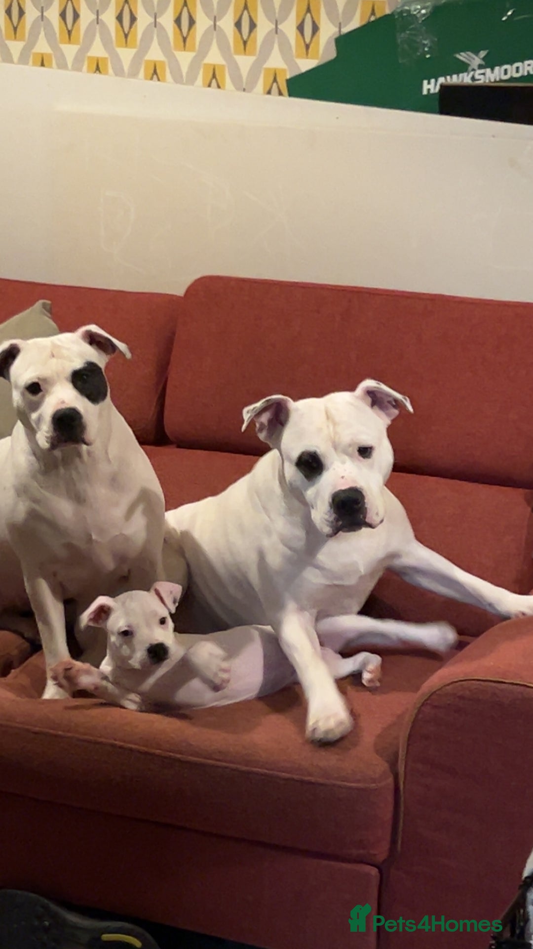 Mixed Breed dogs for sale: American bulldog x staffy - Advert 11