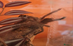 Tarantulas invertebrates for sale: Three Tarantula for Sale - Image 2