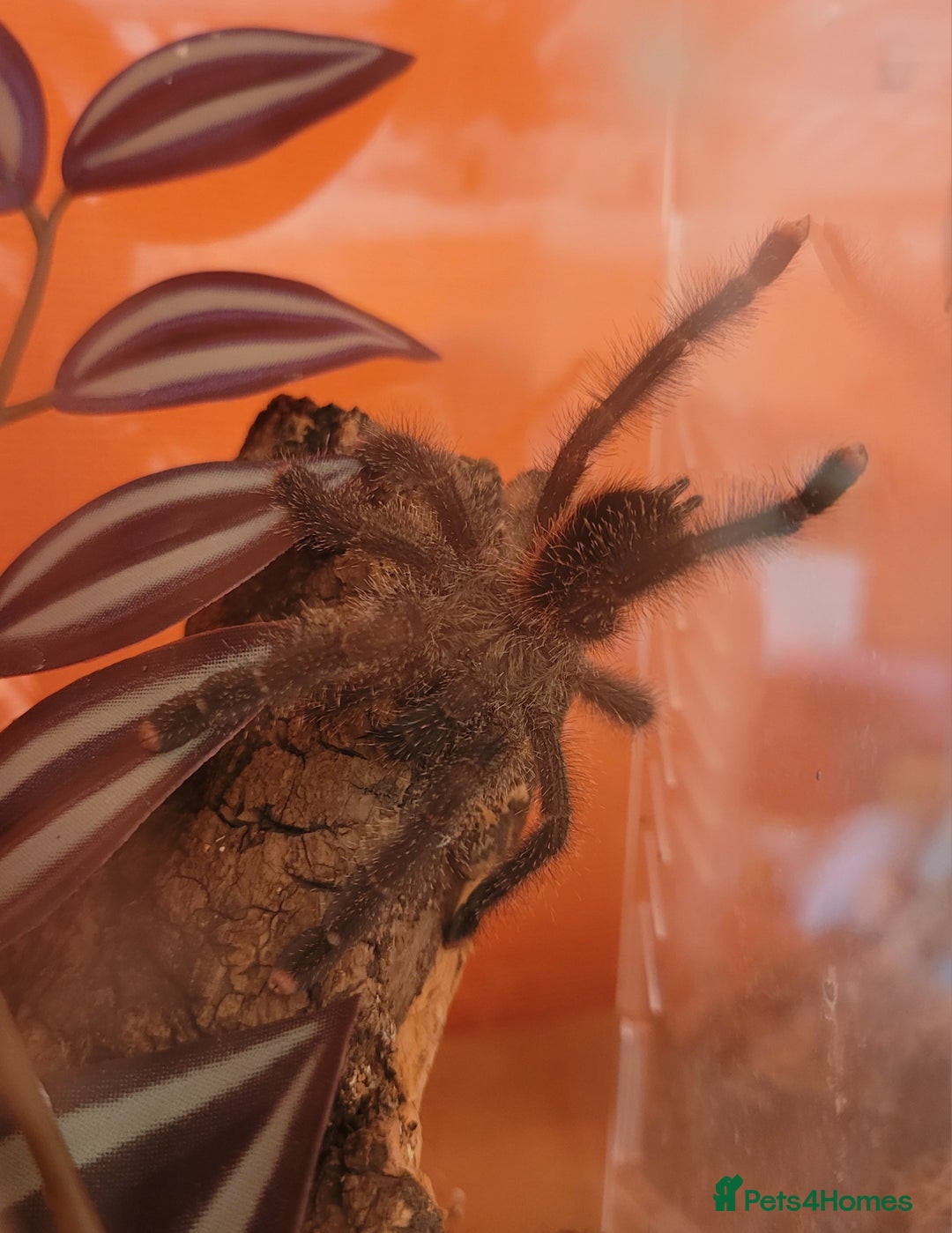 Tarantulas invertebrates for sale: Three Tarantula for Sale - Image 2