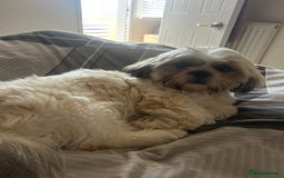 Shih Tzu dogs for sale: Beautiful shih tzu girl  - Image 3