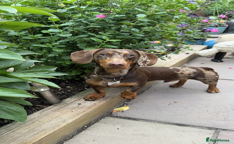 Dachshund dogs - Advert 1