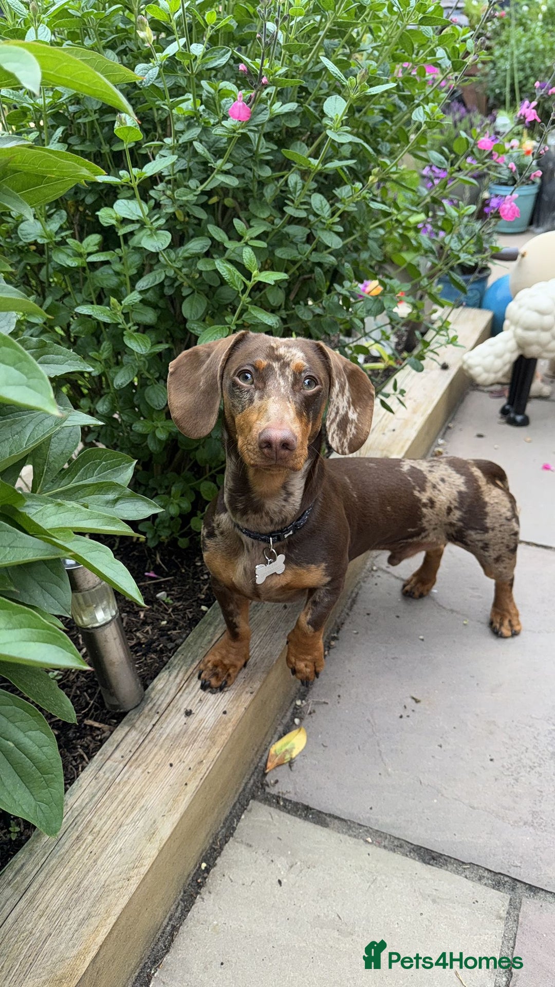 Dachshund dogs for stud: Male Dachshund  - Advert 1