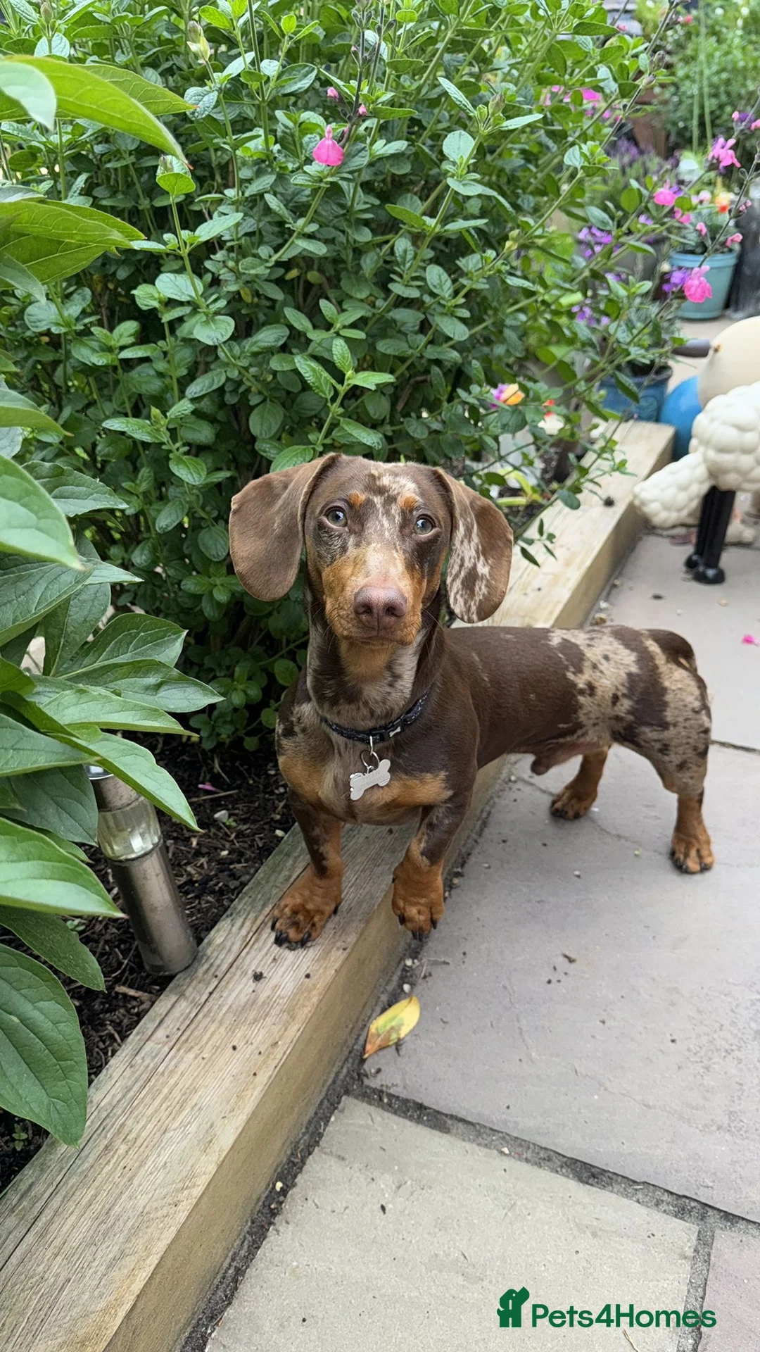 Dachshund dogs for stud: Male Dachshund  - Advert 1