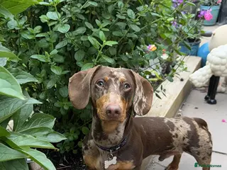 Dachshund dogs Male Dachshund - Advert 1