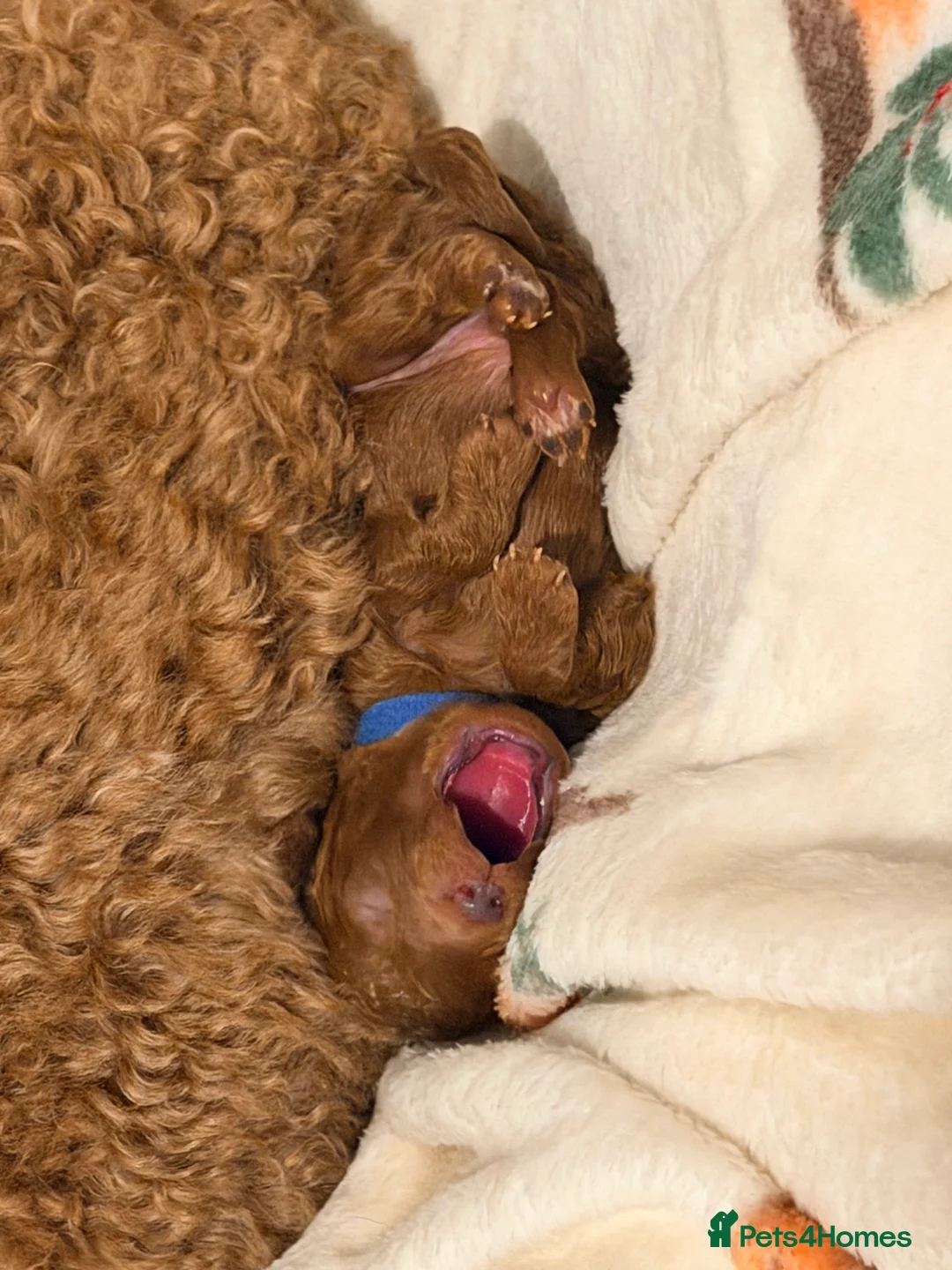 Cavapoo dogs for sale: Fox Red Cavapoo F1B  - Advert 15
