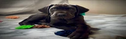 Great Dane dogs for sale: Stunning KC Registered champion bloodline Puppies - Advert 16