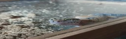 Leopard Gecko reptiles for sale: Juvenile Leopard Gecko and Set up in Wolverhampton - Advert 3
