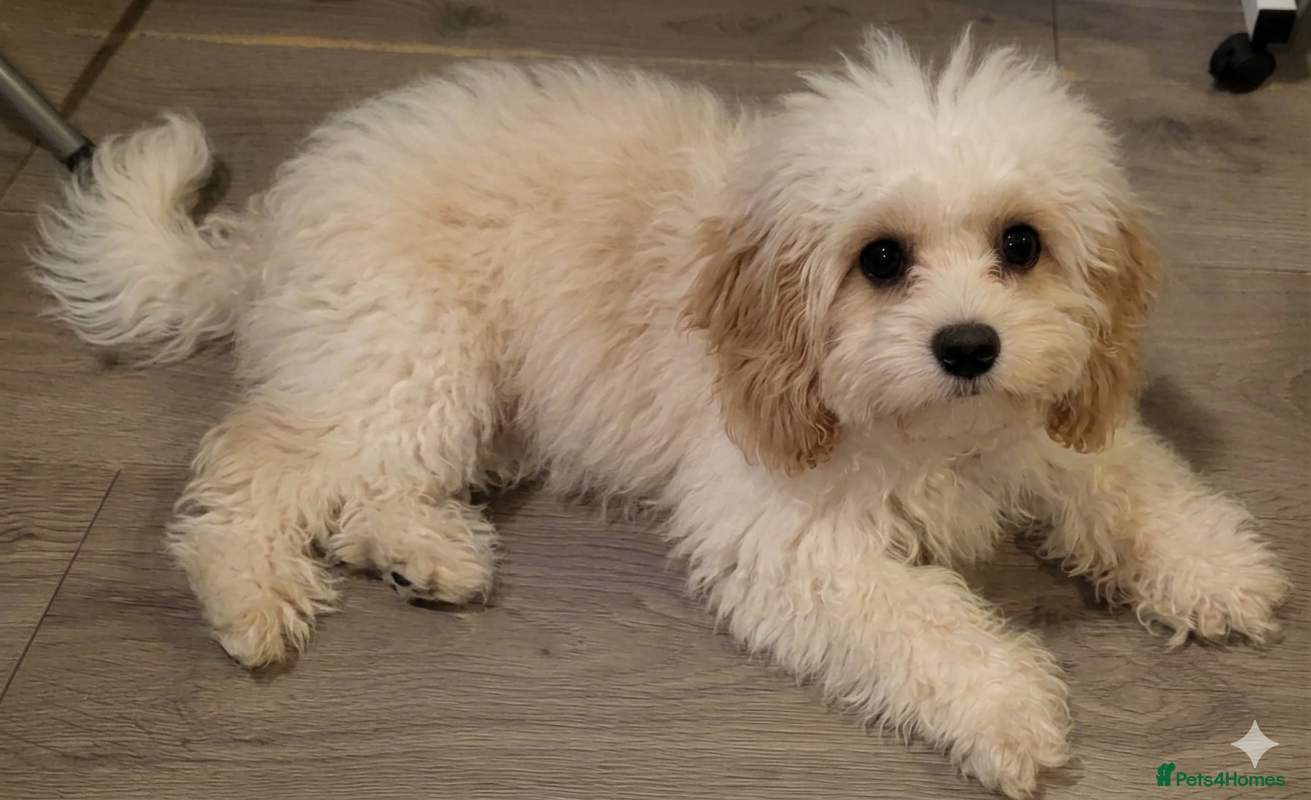 Cavachon dogs Female cavachon for sale  - Advert 1