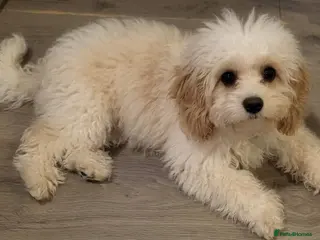 Cavachon dogs Female cavachon for sale - Advert 1