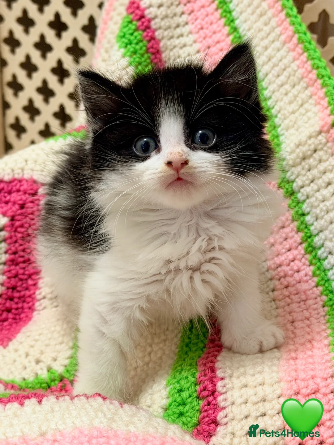 Mixed Breed cats for sale: 💖 MAINE COON X RAGDOLL *PARENTS HEALTH TESTED* 💖 - Advert 11