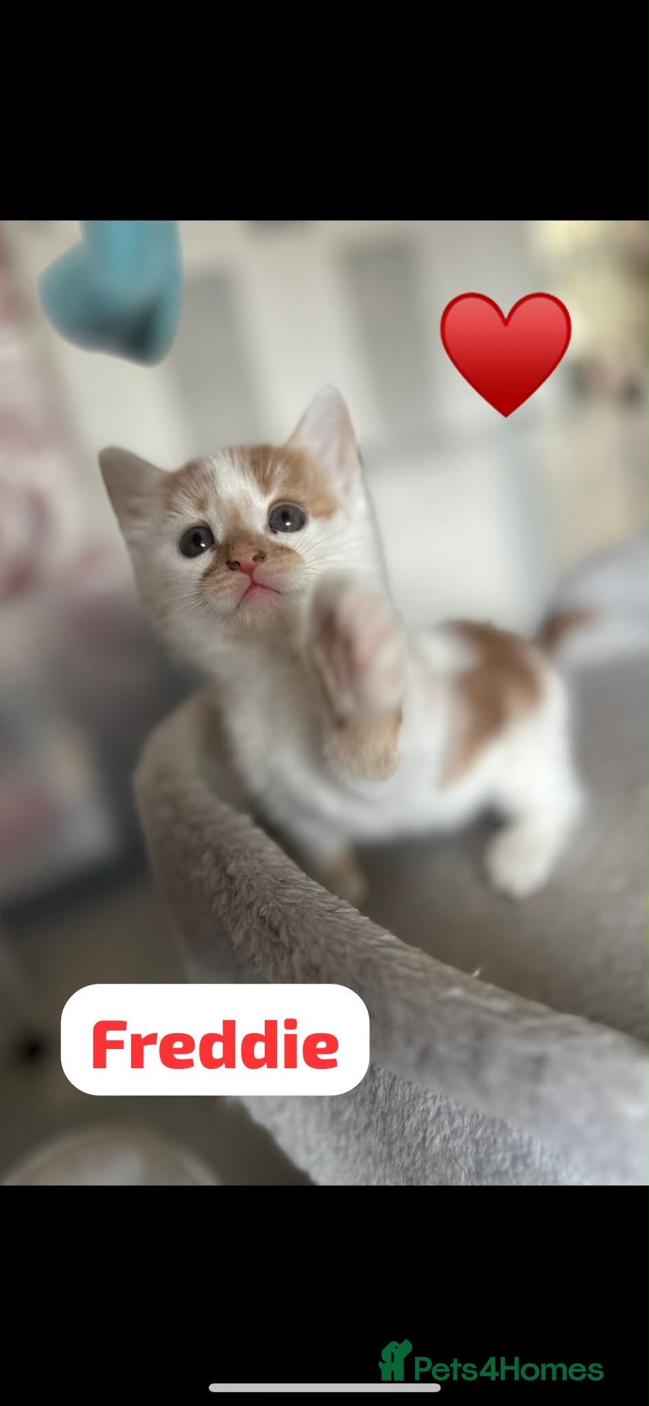 Mixed Breed cats 🩵 1 Beautiful kitten remaining 🩵 - Advert 2