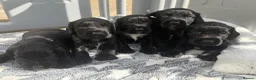 Cocker Spaniel dogs for sale: Cocker spaniel puppies - Advert 8
