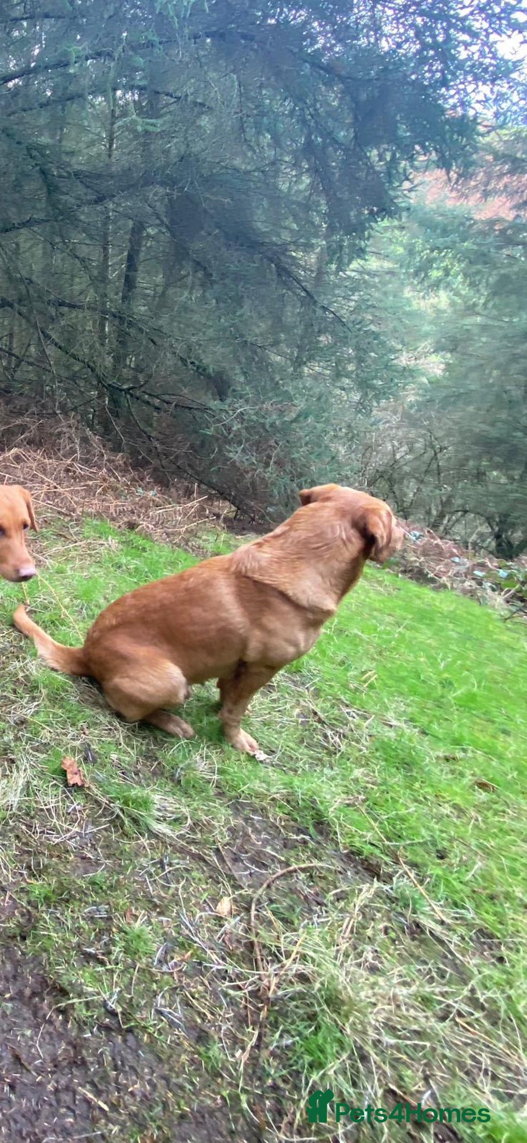 Labrador Retriever dogs for sale: Beautiful kc Labrador puppies - Advert 9