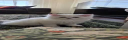 British Longhair cats for sale: British long hair boy - Advert 3