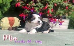 Yorkshire Terrier dogs for sale: Two Beautiful Biewer Terrier Girls! - Image 7