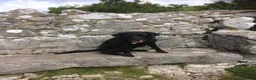 Mixed Breed dogs for sale: Labrador x for rehome - Advert 5