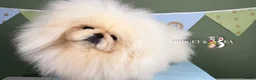 Pekingese dogs for sale: 💐WAITING LIST NOW OPEN💐 - Advert 1