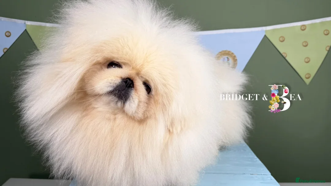 Pekingese dogs for sale: 💐WAITING LIST NOW OPEN💐 - Advert 1