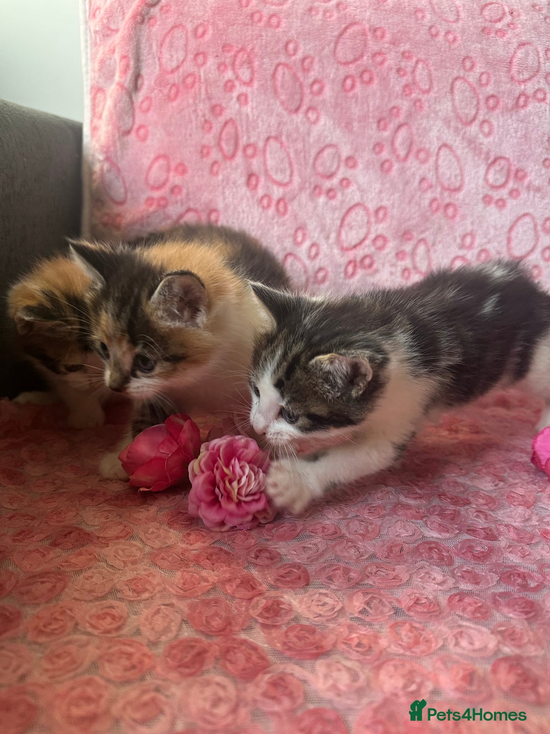 Mixed Breed cats for sale: Beautiful Calico Kittens 🥰💝 - Advert 8