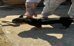French Bulldog dogs for stud: Black and Tan boy - Image 7