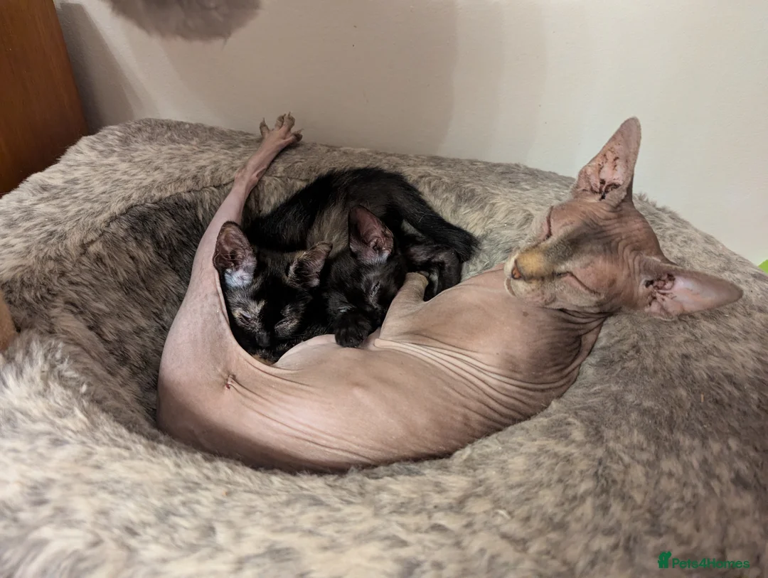 Mixed Breed cats for sale: Sphinx mother black and tortoise colour kittens in Ilford - Advert 1