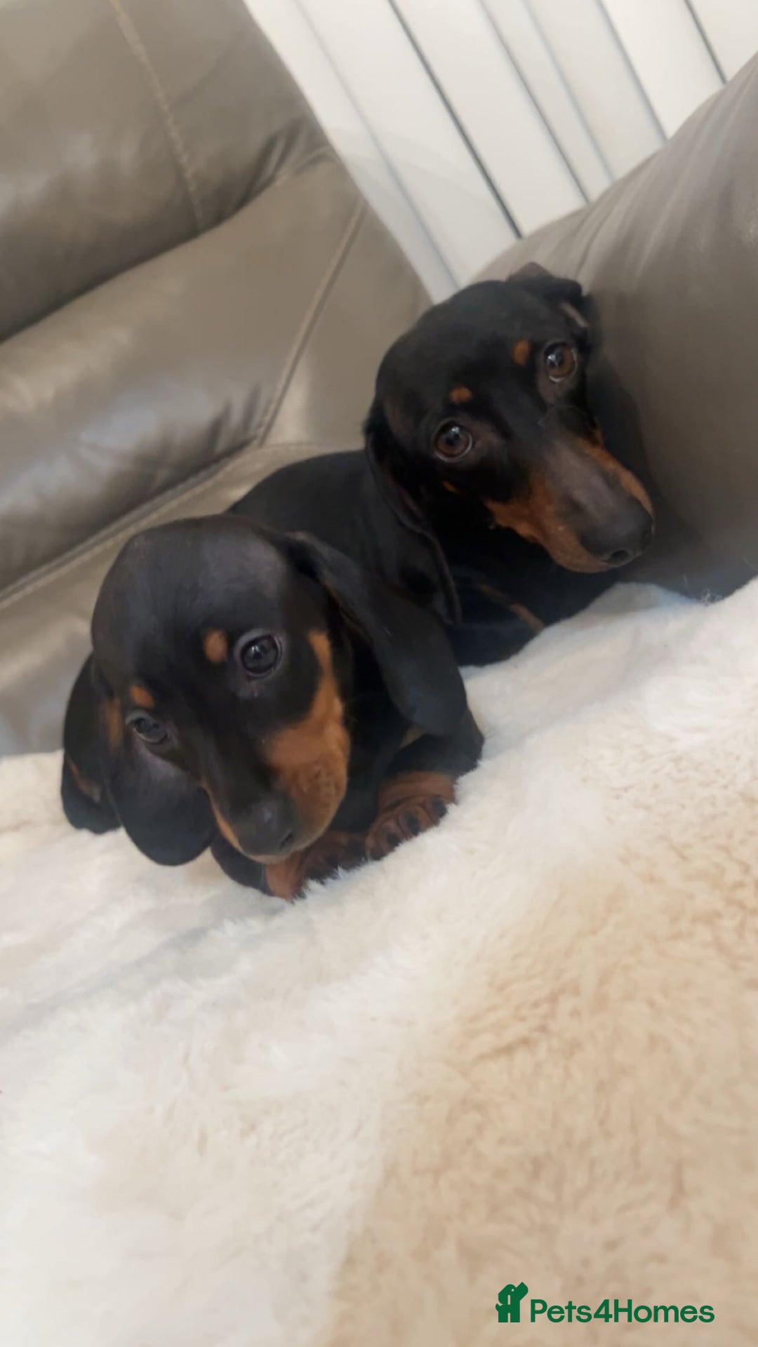 Miniature Dachshund dogs for sale: Minatures dachounds - Advert 3