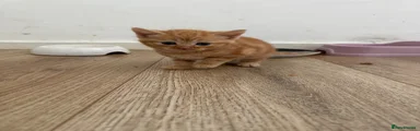 Mixed Breed Kitten 1