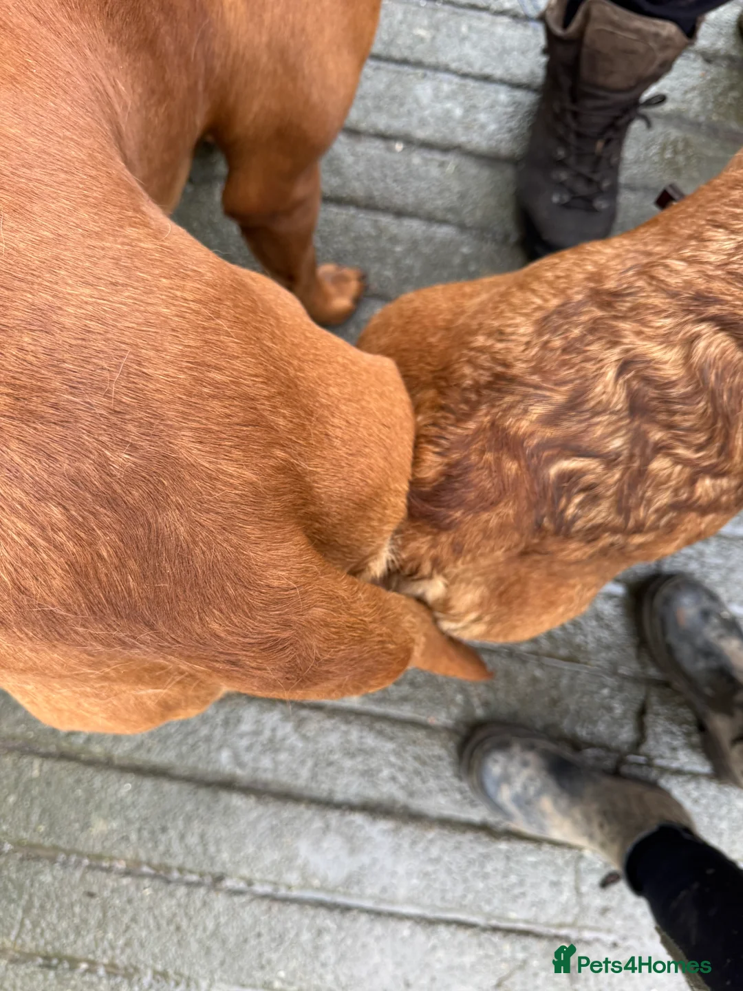 Labrador Retriever dogs for stud: Perfect 0/0 Hips & Elbows Dark Fox Red Labrador ⭐️ - Advert 23