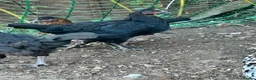 Chickens poultry for sale: Coloured laying POL hens - Advert 7
