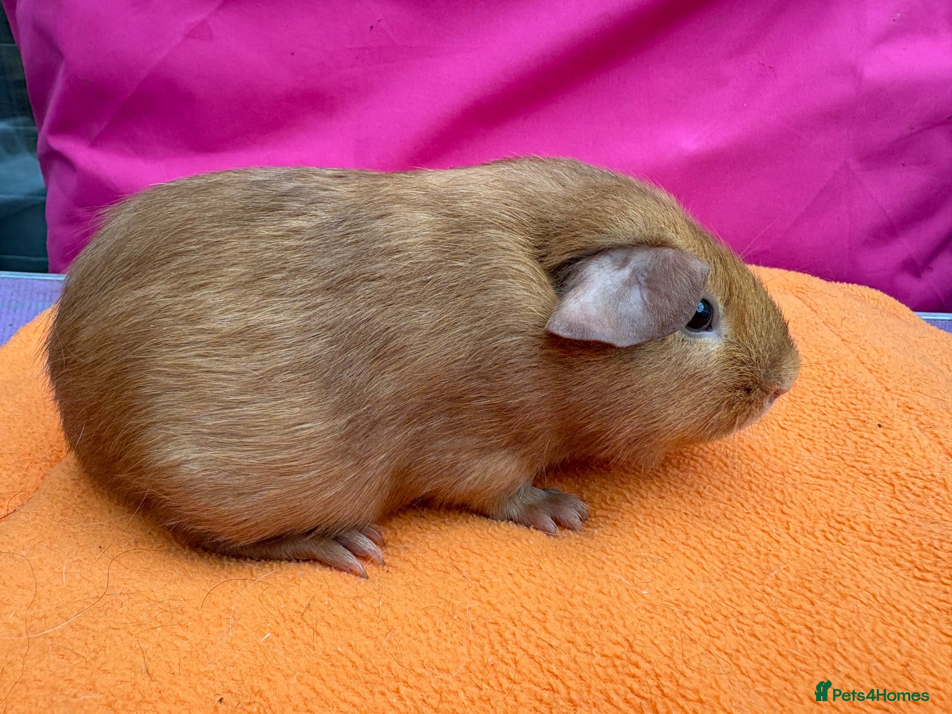 Guinea Pig rodents Dark Eyed Golden & Himalayan Boars  - Advert 1