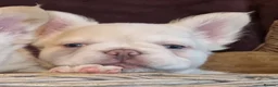 French Bulldog dogs for stud: Licensed breeder! Fluffy frenchie litter due July  - Advert 8