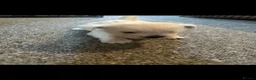 West Highland Terrier dogs for sale: West highland white terrier male puppy in Hayling Island - Advert 2