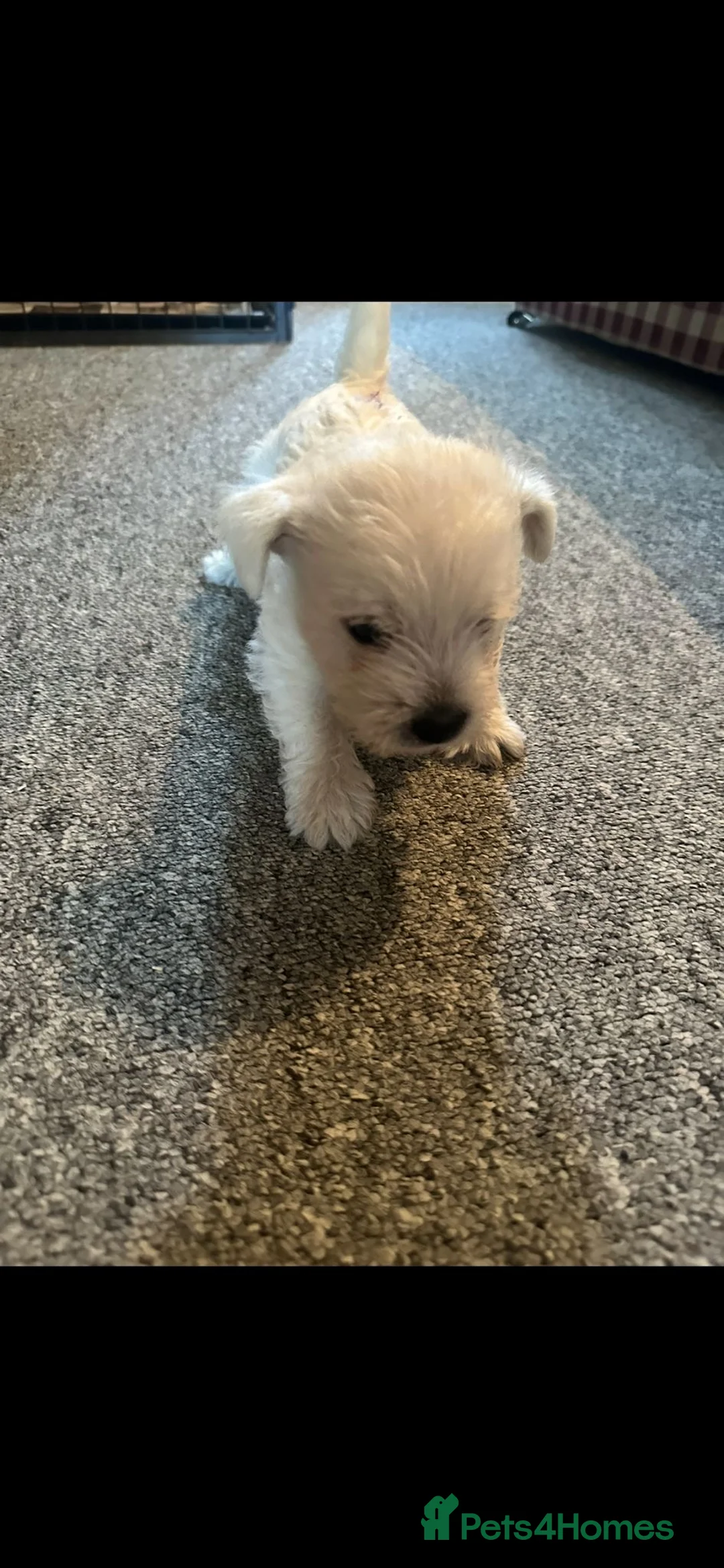 West Highland Terrier dogs for sale: West highland white terrier male puppy in Hayling Island - Advert 2