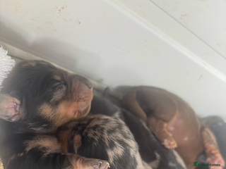 Miniature Dachshund dogs - Advert 9