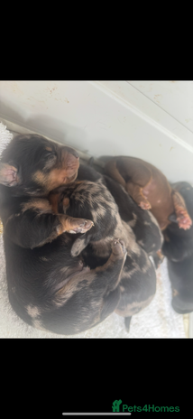Miniature Dachshund dogs - Advert 9