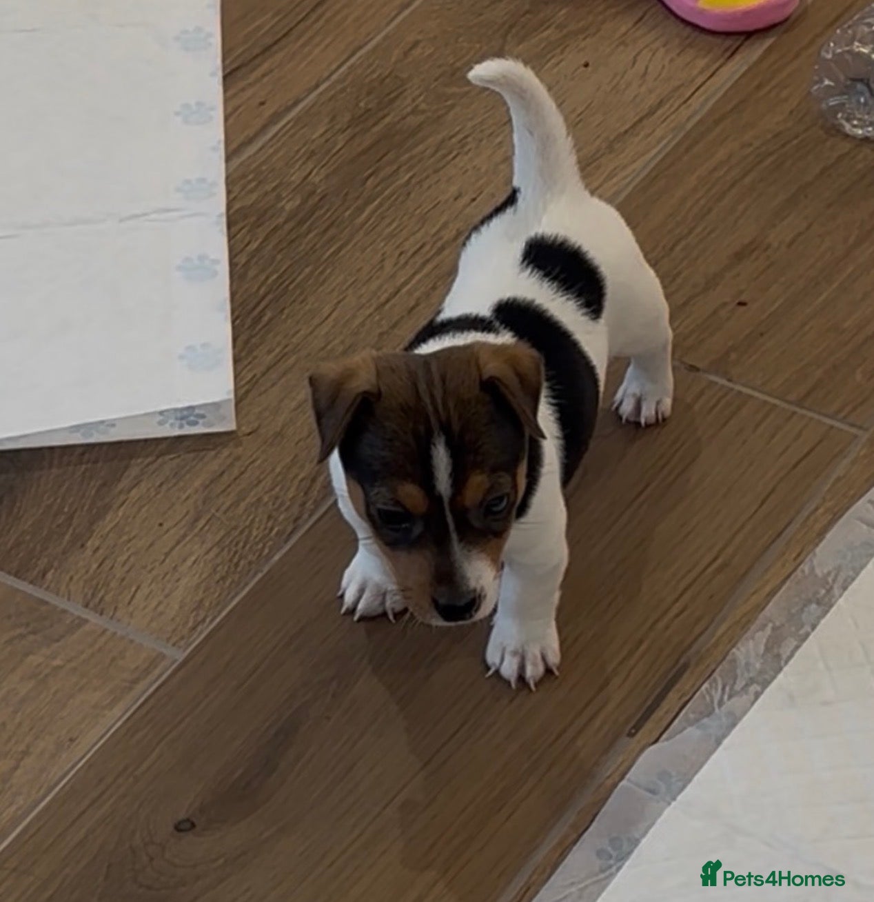 Jack Russell dogs Traditional Mini Jack Russells - Advert 2
