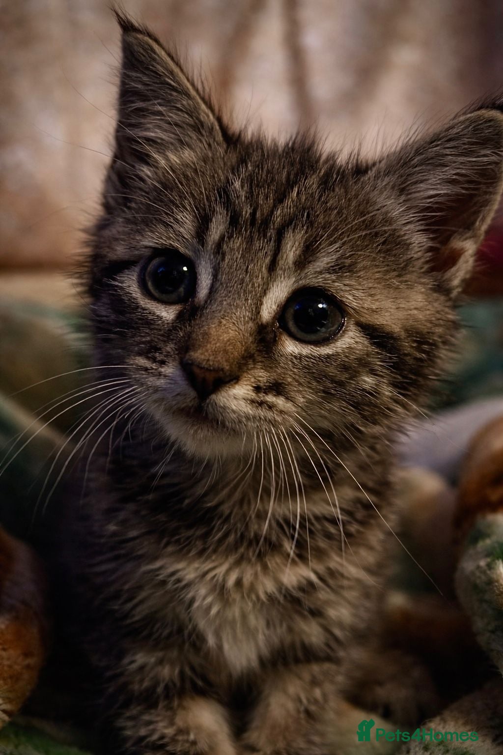 Mixed Breed cats Young Male Kitten Needs Patient Loving Home - Advert 1