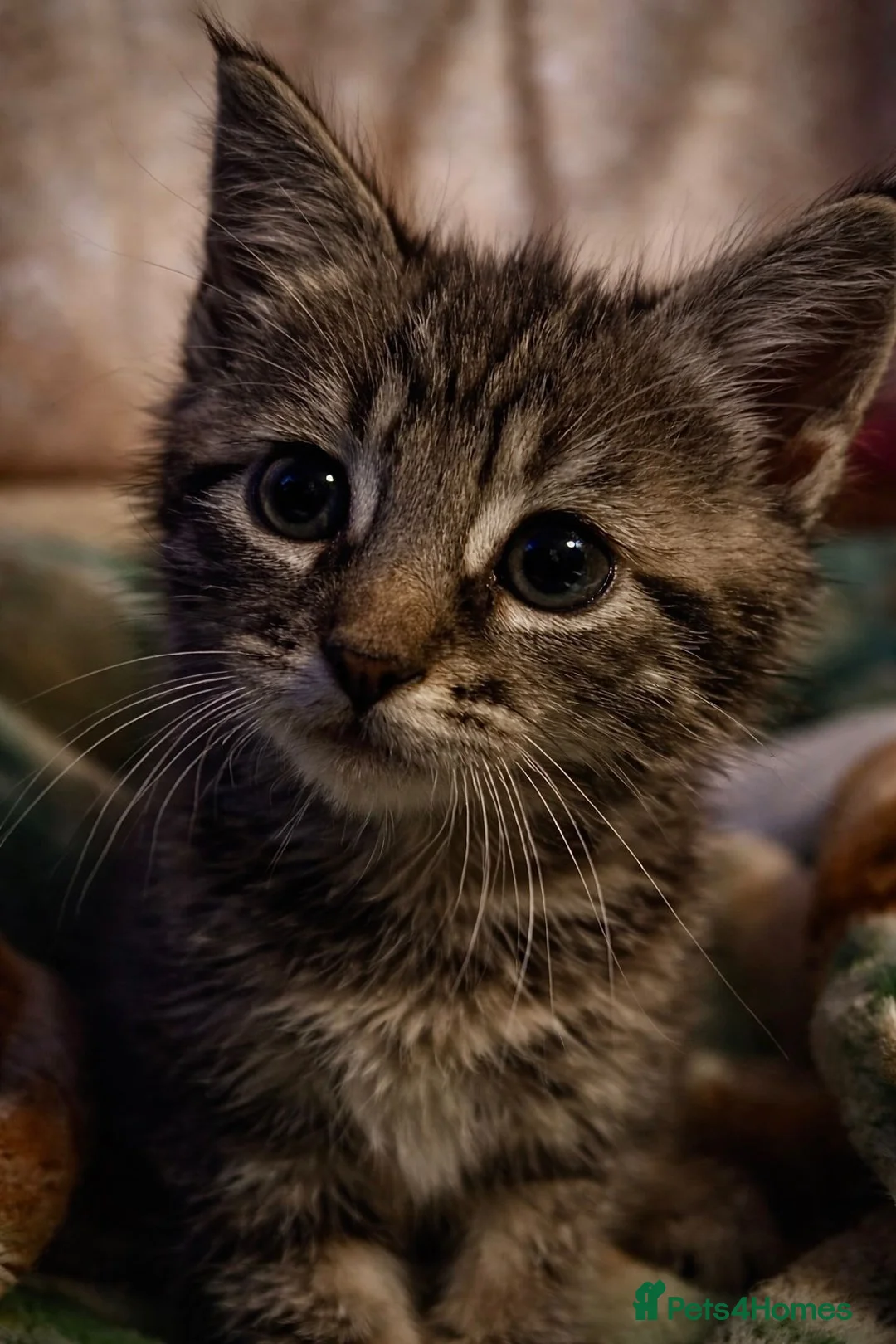 Mixed Breed cats for sale: Young Male Kitten Needs Patient Loving Home in Bradford - Advert 1