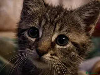 Mixed Breed cats Young Male Kitten Needs Patient Loving Home - Advert 1