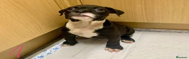 Olde English Bulldogge 5