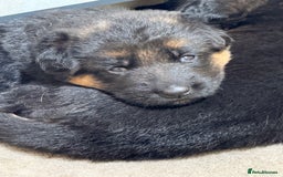 German Shepherd dogs for sale: TOP QUALITY SHOW LINES  - Image 15