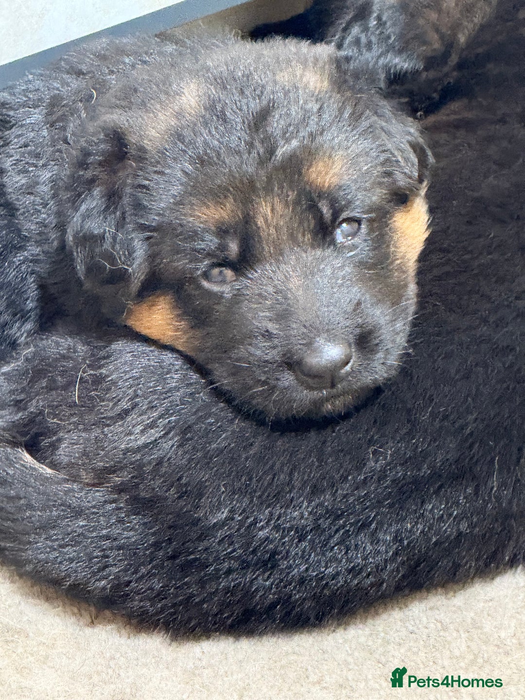 German Shepherd dogs for sale: TOP QUALITY SHOW LINES  - Image 15