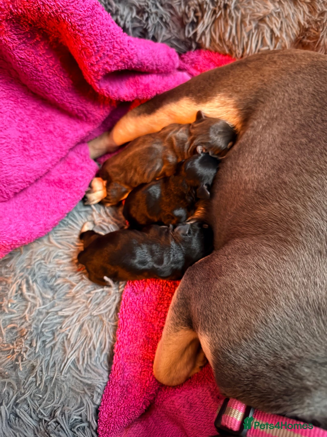 French Bulldog dogs for sale: Three French bulldog males  - Advert 3