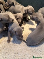 Whippet dogs - Advert 2